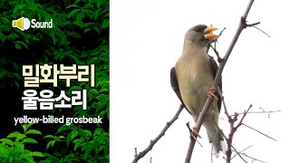 밀화부리 울음소리방울새 yellowbilled grosbeak song [upl. by Yma]