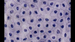 Simple Squamous Epithelium Mesothelium Hematoxylin Staining  PUMS Histology Slides Review Series [upl. by Gaby]