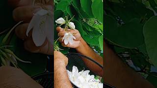 White Bauhinia bauhinia organic garden harvesting flower gardening shorts 1 [upl. by Blakeley537]