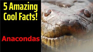 5 Fascinating Facts About Anacondas [upl. by Ayiotal828]