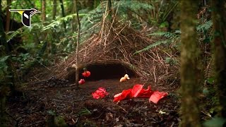 He Delivers Flowers Vogelkop Bowerbird [upl. by Mcdade]