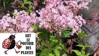 Tuto jardin Filipendula vulgaris Taille et entretien Plante vivace [upl. by Arrait]