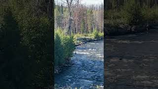 Chilcotin River near Chezacut road [upl. by Girovard]