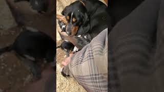 NINE Newborn BLUETICK COONHOUND PUPPIES dont worry I cleaned the sawdust off mamas nose [upl. by Schertz]