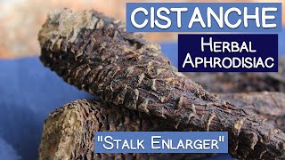 Cistanche Stem Famous Herbal Aphrodisiac and quotStalk Enlargerquot [upl. by Nnaasil]