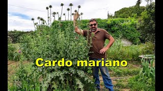 Cardo mariano Silybum marianum [upl. by Refinaj]