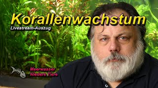 Korallen wie sie wachsen sich vermehren Vermehrungsstrategien [upl. by Coben]