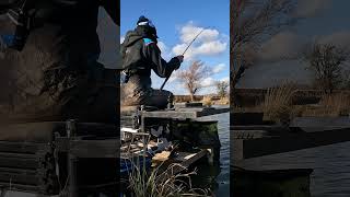 Awesome fishing on the maggot feeder [upl. by Nethsa236]