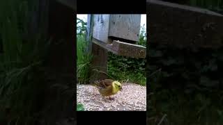 Yellowhammer eating at our seed feeder and taking flight redlistedbirds birdwatchinguk [upl. by Ahseiym]