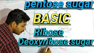 Pentose sugar basic  Ribose sugar and deoxyribose sugar hindi  english [upl. by Byron]