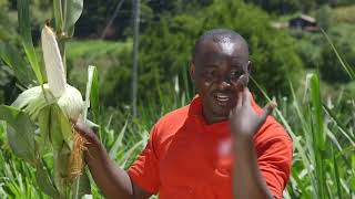 SilageMaking Techniques for YearRound Livestock Feed  Shamba ShapeUp Series [upl. by Enyalaj]