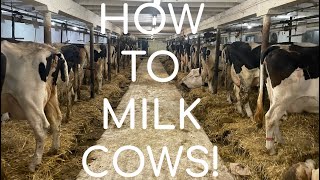 How Cows Are Milked In A Stanchion Barn [upl. by Persas]