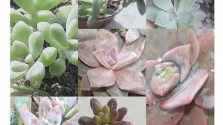 colour variation in succulents during summer and winter [upl. by Kerianne]