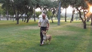 Curso OnLine Adiestramiento Canino en Obediencia Ejercicios Fase II [upl. by Arron179]