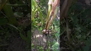 Stilt Root roots adventitious root support plantphysiology maize minivlog shortvideo botany [upl. by Viquelia]