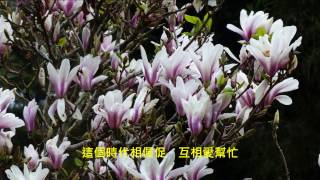 玉蘭花  江蕙 阿里山F2 Alishan Flowers 。 Taiwan [upl. by Burrows]