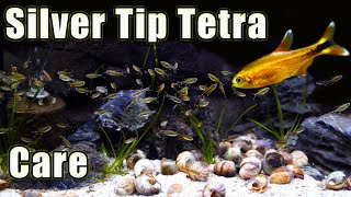 A Hardy Tetra Silver Tip Tetra Care and Breeding [upl. by Assiram160]