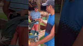 Cómo poner rojo a nuestros Gallos entrenamiento para Gallos galleros gallos pollocriaderoexoti [upl. by Milburr]