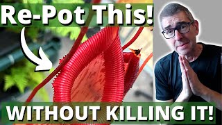 RePotting a Nepenthes WITHOUT KILLING IT [upl. by Fania]