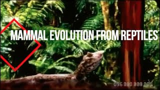 Mammal Evolution from Reptiles [upl. by Ericka]