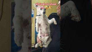 yah bhoot kahan se a Gaya 🤣🐶 funny doglover dog pets floof cutepup cuddly puppyvideos [upl. by Narmis]