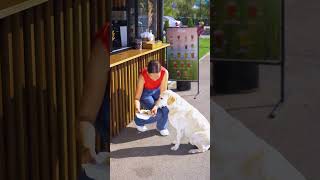 Café Begging Buddy Dog Seeks Food But Its Not for Himself shorts [upl. by Keldon]