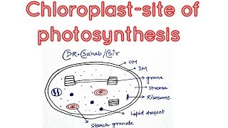 Chloroplasts structure and functions simplified  the site of photosynthesis [upl. by Lotte15]