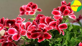 10 Variedades Hermosas de Pelargonias [upl. by Dadirac]