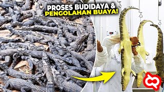 Rahasia Dibalik Produksi Pabrik Pengolahan Daging Buaya Ternyata Begini Prosesnya Sebelum Dijual [upl. by Nossah300]