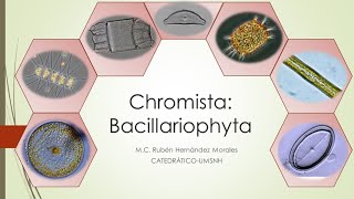 Introducción al estudio de las Diatomeas Bacillariophyta [upl. by Adair]