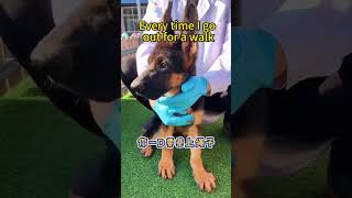 How to Choose a German Shepherd 如何选德牧犬 dog pets funny puppy cute [upl. by Nnylanna]