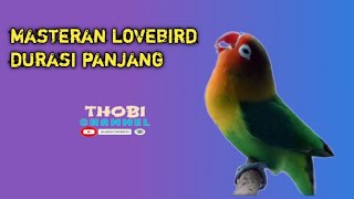 suara masteran lovebird ngekek panjang berjeda [upl. by Arnuad]