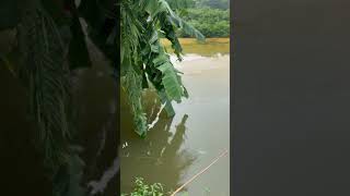 Amezing village fishing  fishing fishing reels shortvideo shorts [upl. by Boyce35]