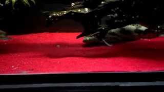 Polypterus Bichir Loves Red Sand [upl. by Nored]