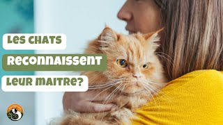 Est ce que les chats reconnaissent leur maitre [upl. by Nnewg]