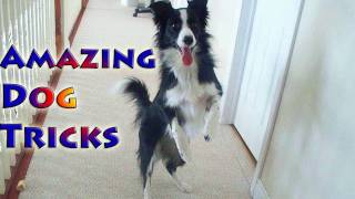 Amazing Dog Tricks by Nana the Border Collie [upl. by Llertnahs]