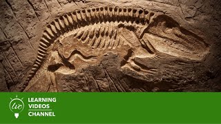 Fossils amp Dinosaurs  Real World Science on the Learning Videos Channel [upl. by Rehc]