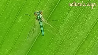 Condylostylus flies  Natures sign [upl. by Quar]