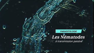 Parasitologie  2ème cours  Les nématodes à transmission passive [upl. by Oeniri]