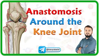 Anastomosis Around the Knee Joint  Genicular anastomosis  Lower limb anatomy  MBBS 1st year NEXT [upl. by Mohandis]