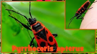 Pyrrhocoris apterus  Linnaeus 1758  Pyrrhocoridae  Gendarme  ParisFrance  122017 [upl. by Iblehs]