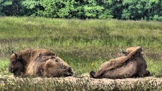 Das Wisent  European bison [upl. by Peers]