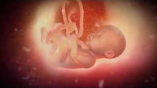 See whats happening in the womb [upl. by Balling429]