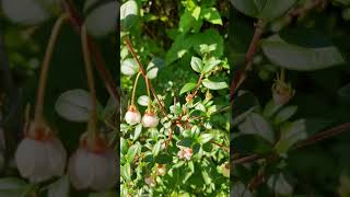 Chilean guava one of Queen Victoria’s favourites [upl. by Ynos]