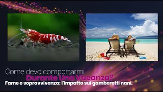 Vacanze e caridine  Fame e sopravvivenza limpatto sui gamberetti nani Caridine e Neocaridine [upl. by Einhorn825]