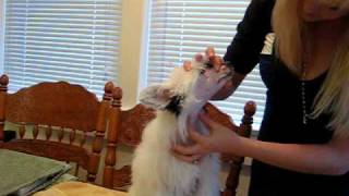 Face Shaving Powderpuff Chinese Crested [upl. by Seaton]