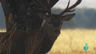 Iberia salvaje Otoño  Grandes Documentales [upl. by Rubio]