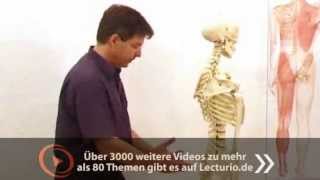 Hammerexamen  Anatomie Der Beckenboden  Dr med SteffenBoris Wirth bei Lecturio [upl. by Haram]