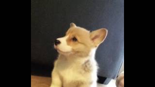 Adorable Corgi Puppy Howls [upl. by Dolores]