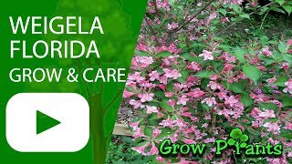 Weigela florida  grow amp care Weigela plant [upl. by Micheal]